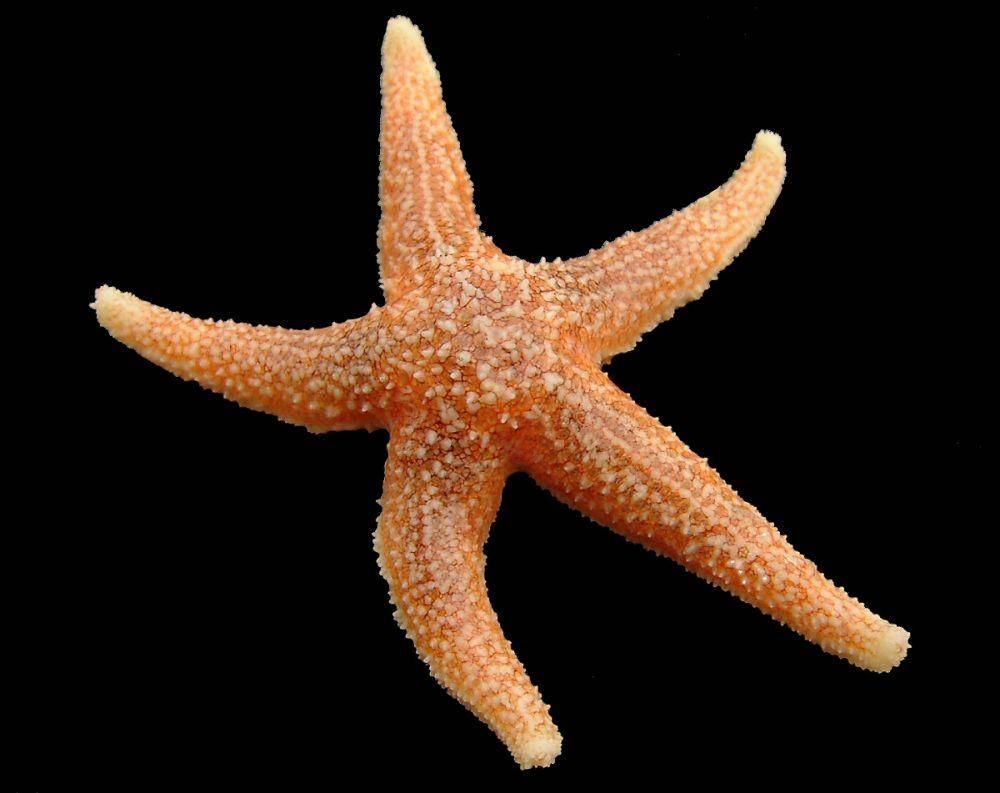 ilustrasi Asterias rubens (pixabay.com/Hans Hillewaert)