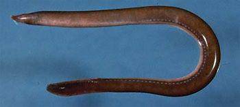 ilustrasi hagfish (commons.wikimedia.org/Charles Keith)
