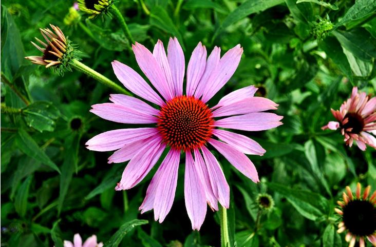 ilustrasi echinacea (pexels.com/skitterphoto)