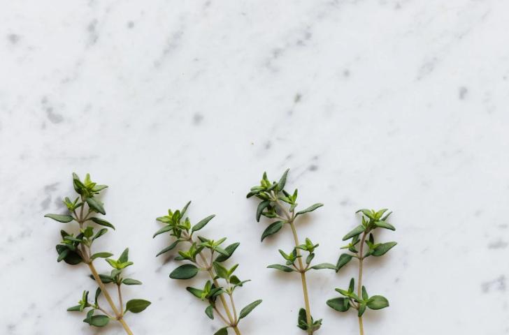 ilustrasi tanaman thyme (pexels.com/karolinagabrowska)