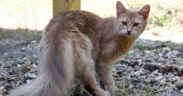 5 Spesies Kucing dengan Ekor Paling Indah, Bikin Jatuh Hati!
