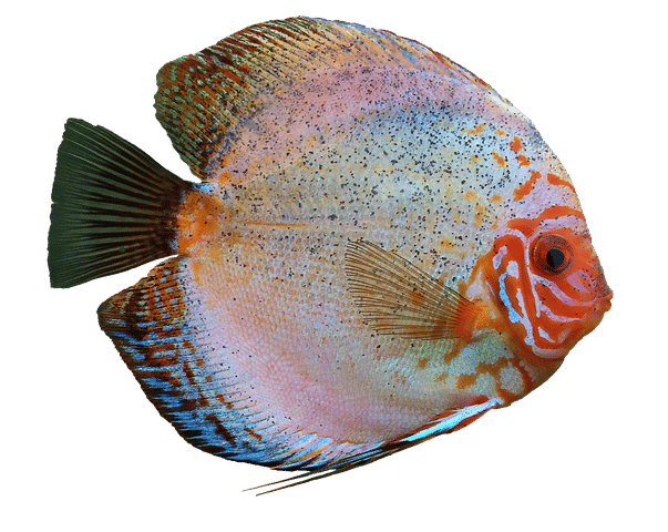 ilustrasi spesies ikan cichlid (pixabay.com/frankenstein))