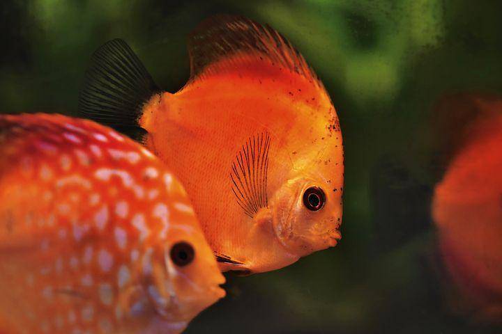 ilustrasi spesies ikan cichlid (pixabay.com/Ralphs_Fotos)