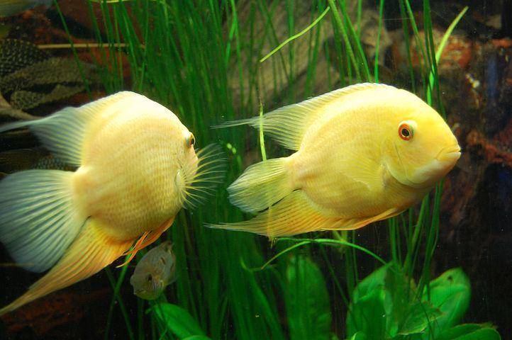 ilustrasi spesies ikan cichlid (pixabay.com/nachbarsgarten)