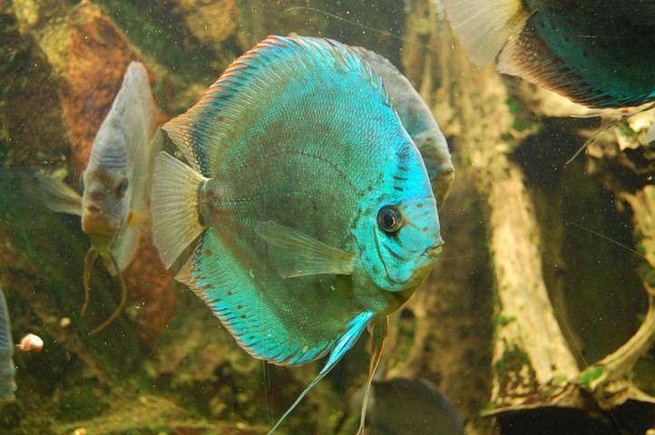 ilustrasi spesies ikan cichlid (pixabay.com/nachbarsgarten)