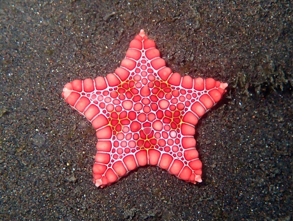 ilustrasi Goniaster tesellatus (pixabay.com/Sylvain Le Bris)