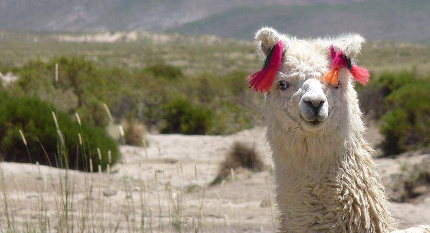 ilustrasi llama (pixabay.com/sebadelval)