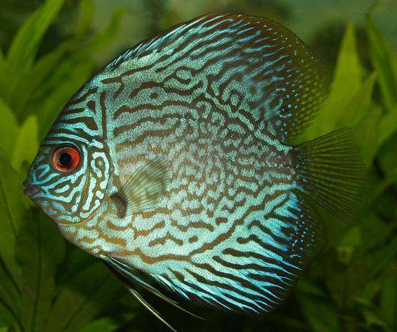 ilustrasi spesies ikan cichlid (pixabay.com/WikiImages)