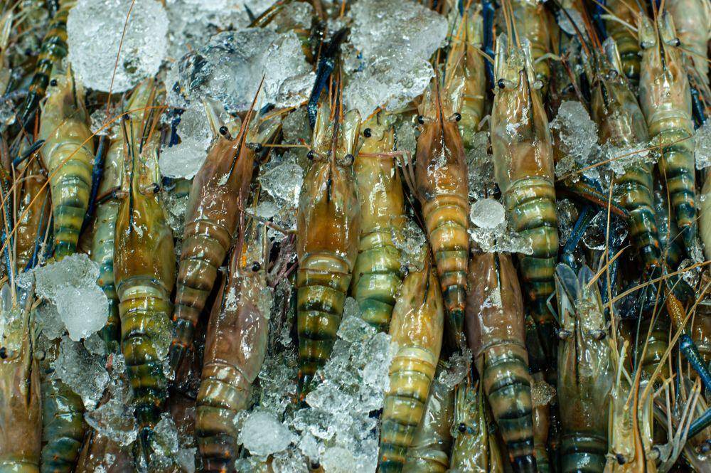 ilustrasi udang (unsplash.com/@arinaertman)