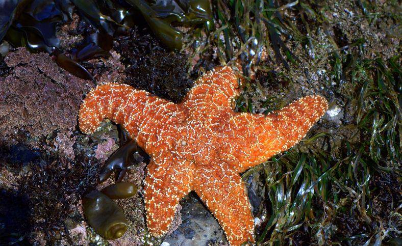 ilustrasi Pisaster ochraceus (pixabay.com/Ed Bierman)