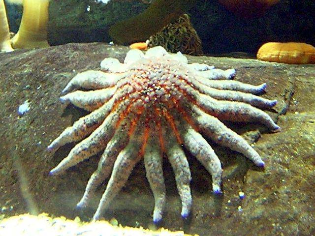 ilustrasi Pycnopodia helianthoides (pixabay.com/Pedro Reina)