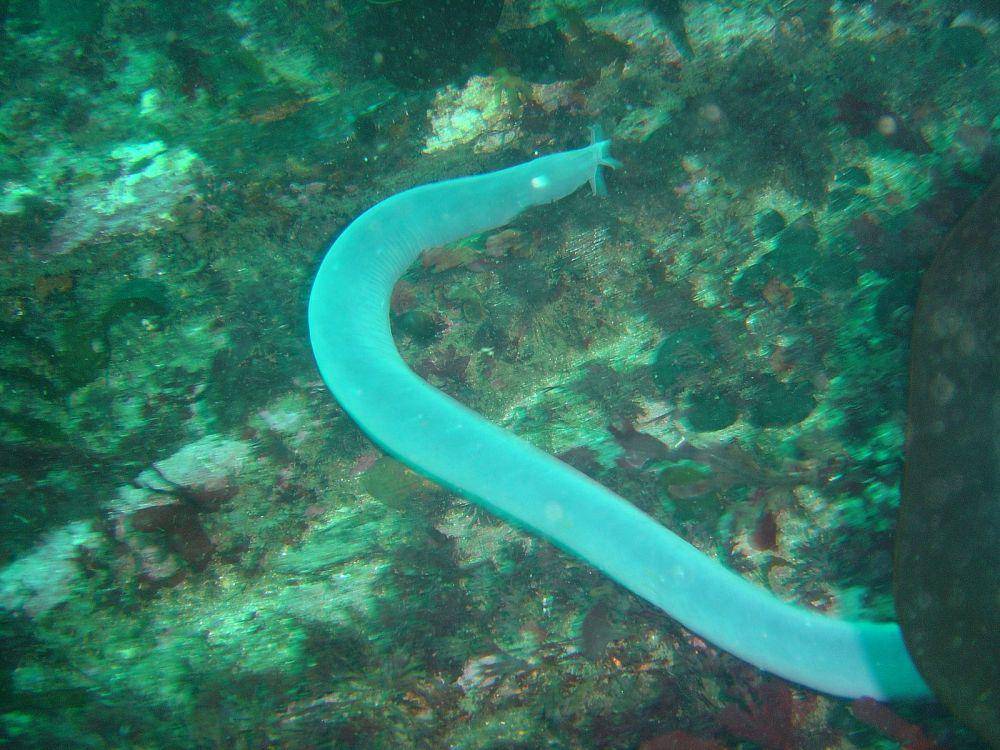 ilustrasi hagfish (commons.wikimedia.org/Peter Southwood)