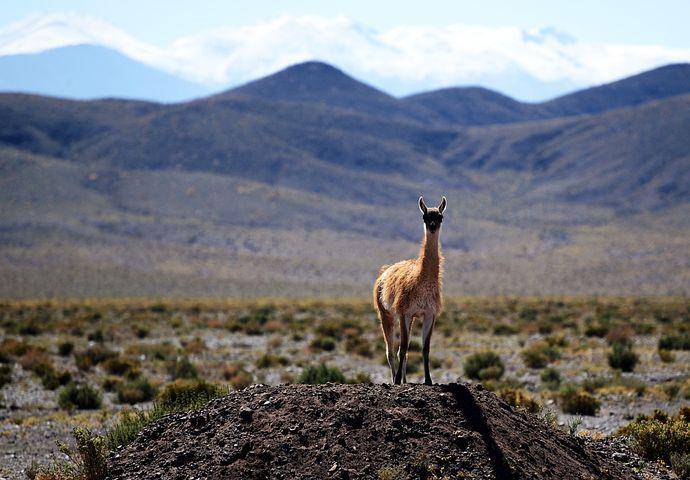 ilustrasi vicuna (pixabay.com/francescobovolin)