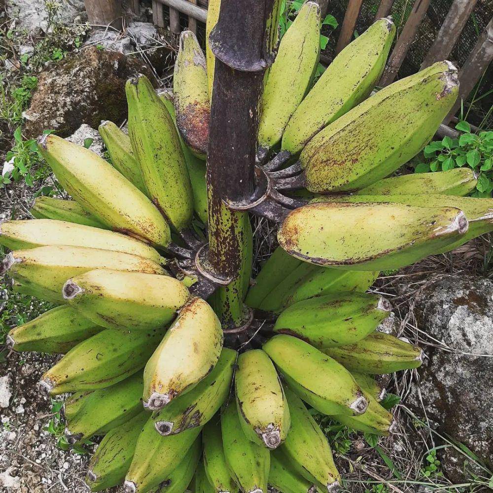 pisang gablok (instagram.com/dita_chan)