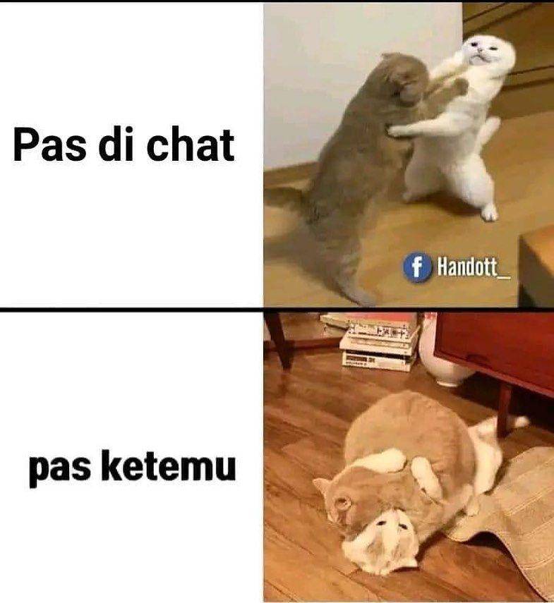 ilustrasi meme lucu kucing (instagram.com/deritasosmed)