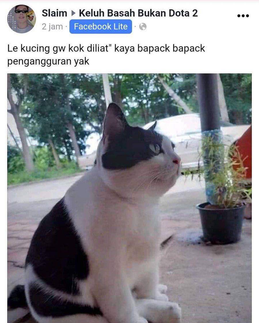 ilustrasi meme lucu kucing (instagram.com/deritasosmed)