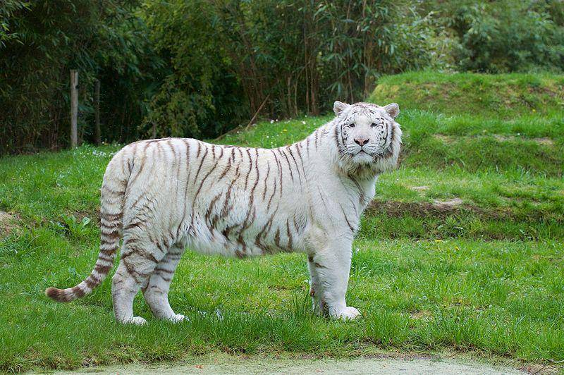 Zoo la de fleche (commons.wikimedia.org/Chanders)