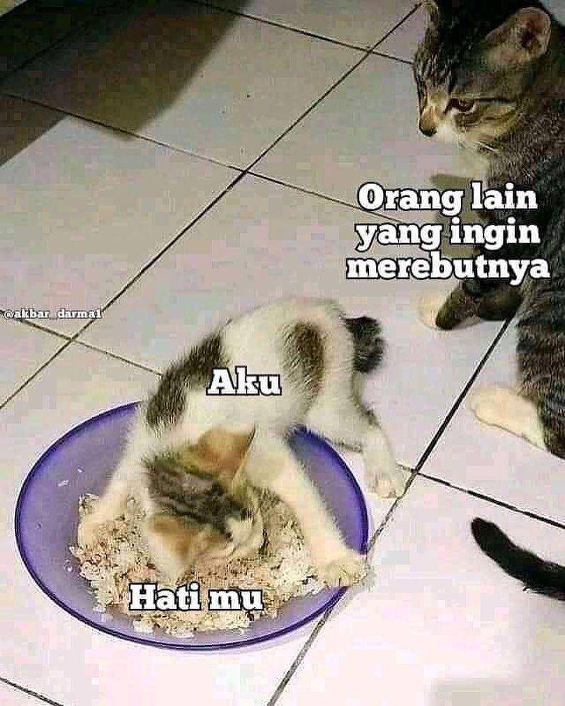 ilustrasi meme lucu kucing (instagram.com/deritasosmed)