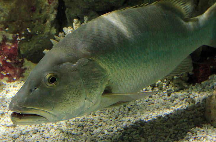 ilustrasi ikan kakap (pixabay.com/Goodfreephotos_com)
