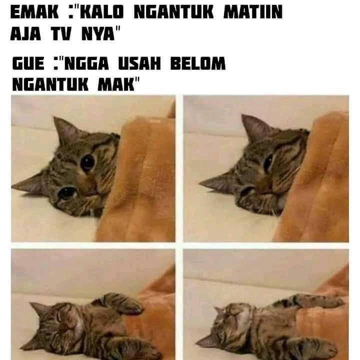 ilustrasi meme lucu kucing (instagram.com/deritasosmed)