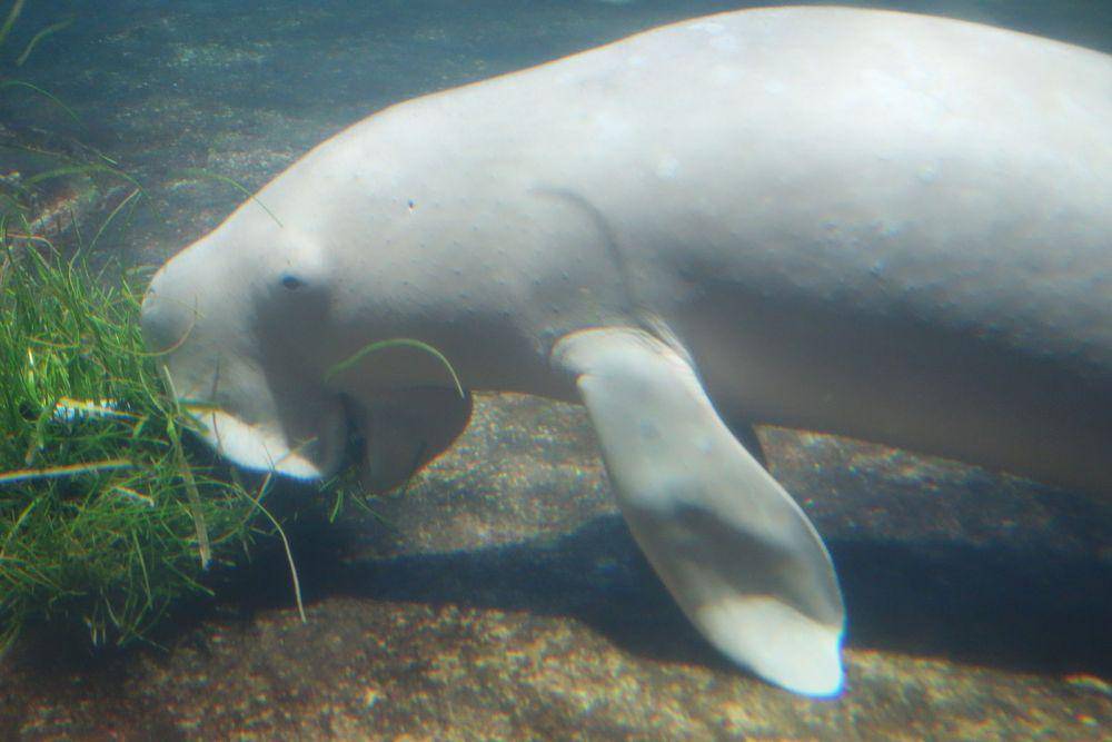 ilustrasi dugong (commons.wikimedia.org/Lord Mountbatten)