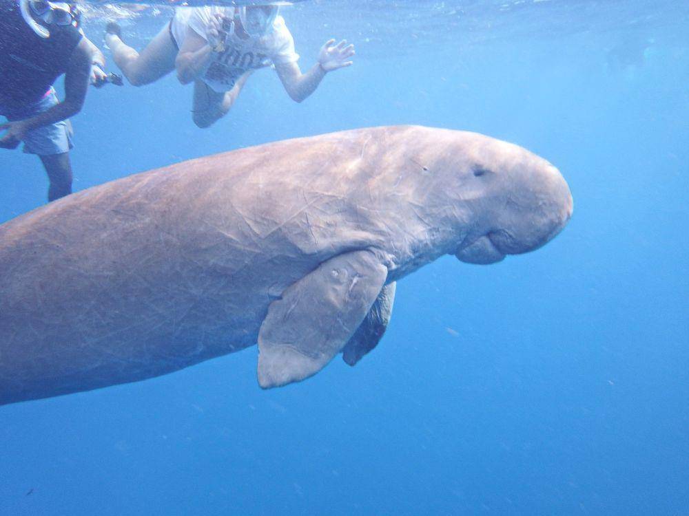 ilustrasi dugong (commons.wikimedia.org/kora27)