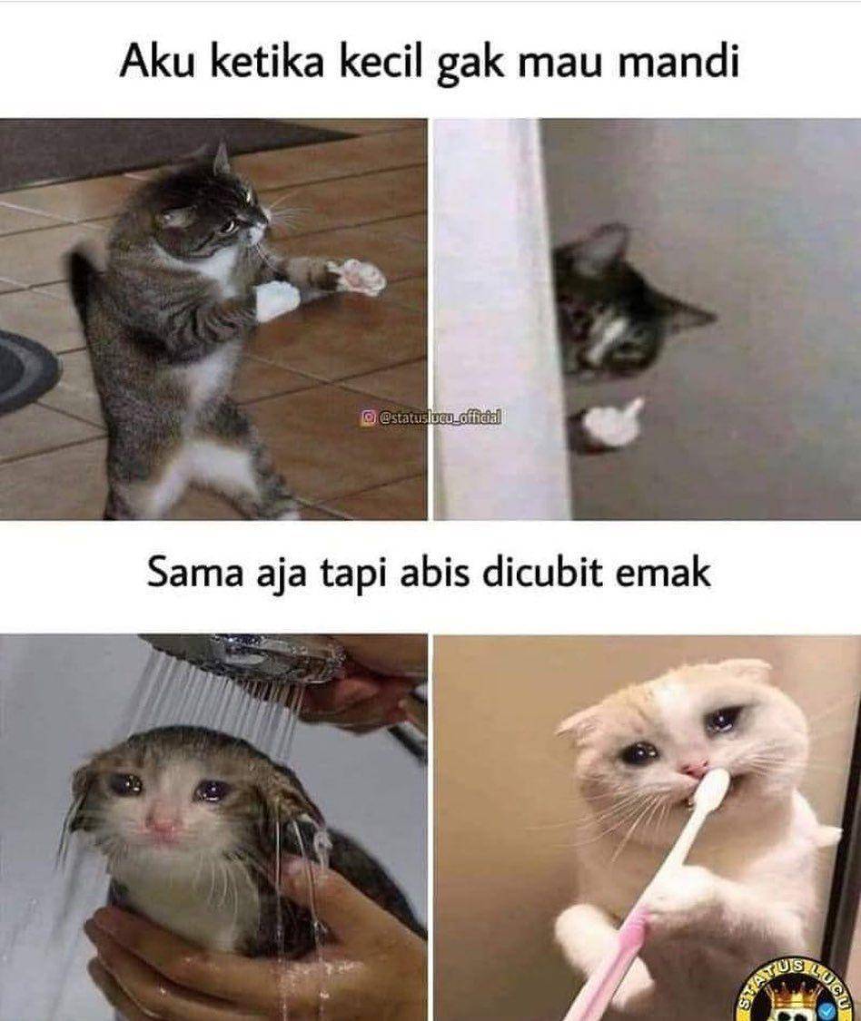 ilustrasi meme lucu kucing (instagram.com/deritasosmed)
