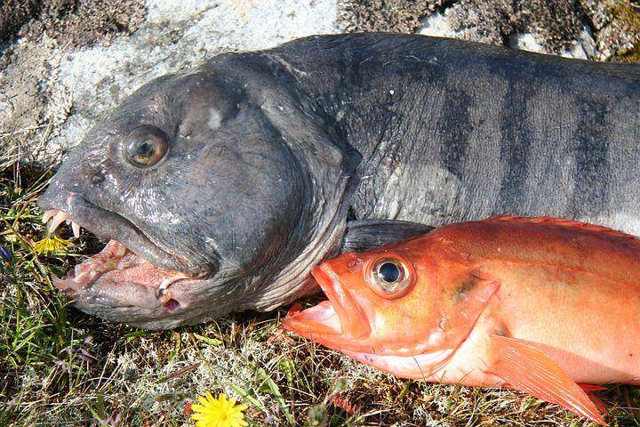ilustrasi ikan kakap (pixabay.com/Altstetter)