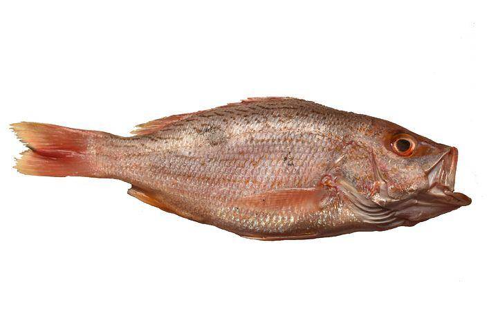 ilustrasi ikan kakap (pixabay.com/Guillegt)