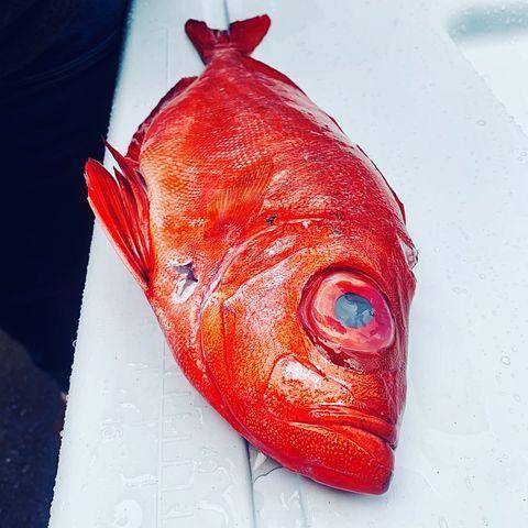 ilustrasi ikan kakap (pixabay.com/mandybelcanto)