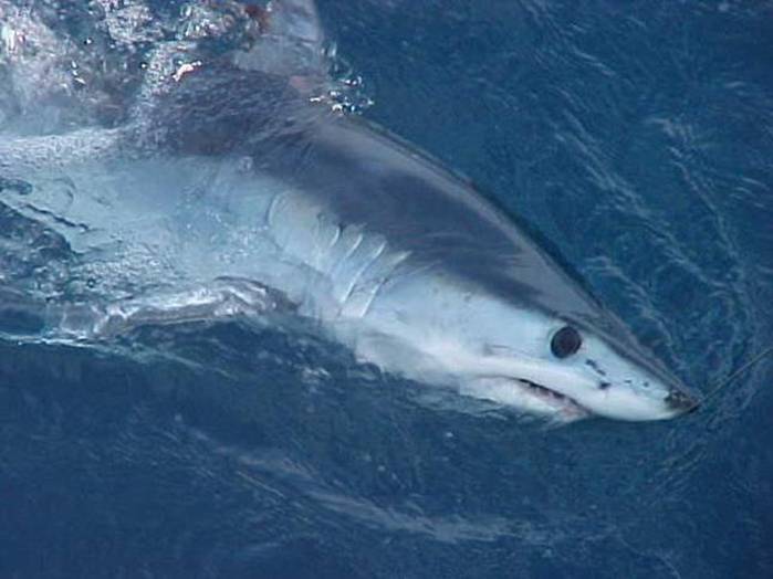 ilustrasi hiu makarel (commons.wikimedia.org/NOAA)