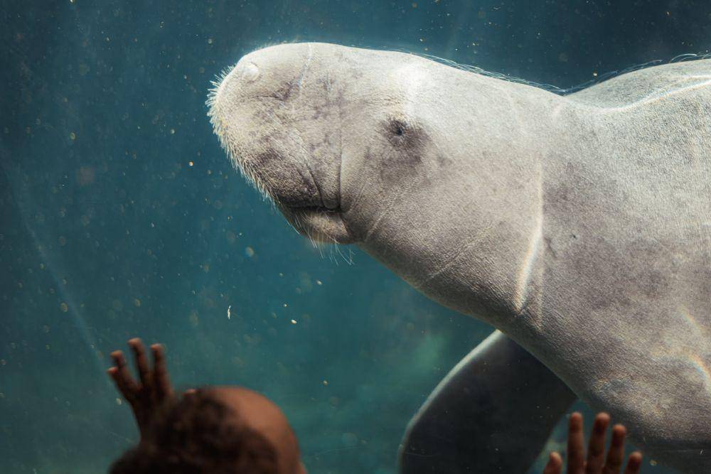 ilustrasi dugong (pexels.com/Gabriel Chamak)