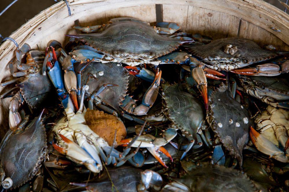 Mengenal Mental Kepiting dalam Islam, Disebut Hasad?