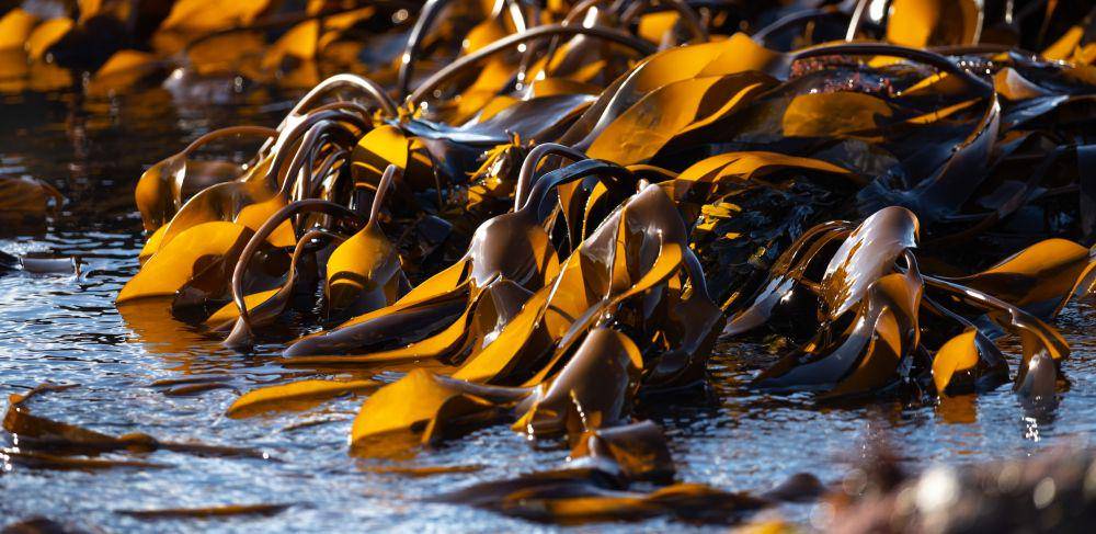 ilustrasi rumput laut (unsplash.com/@profwicks)