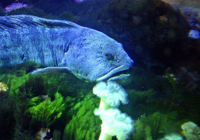 ilustrasi ikan kakap (pixabay.com/3342)
