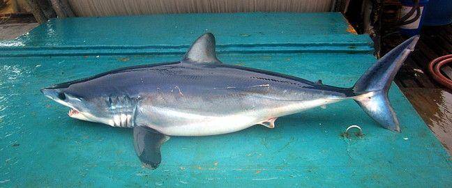 ilustrasi hiu makarel (commons.wikimedia.org/NOAA)