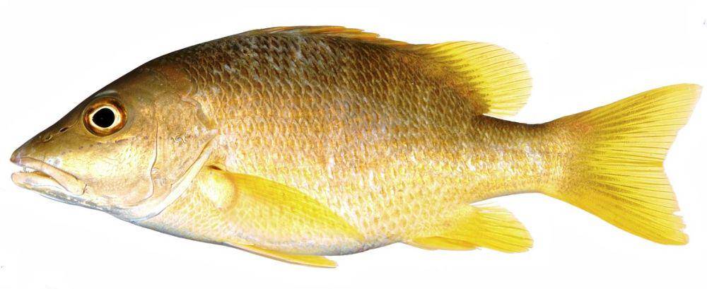 ilustrasi ikan kakap (pixabay.com/27707)