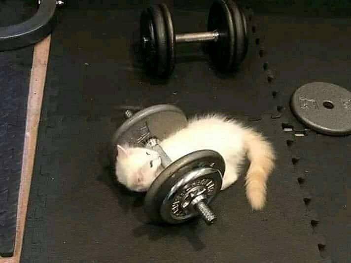 potret kucing fitness di gym (reddit.com/user/FleaBird_)