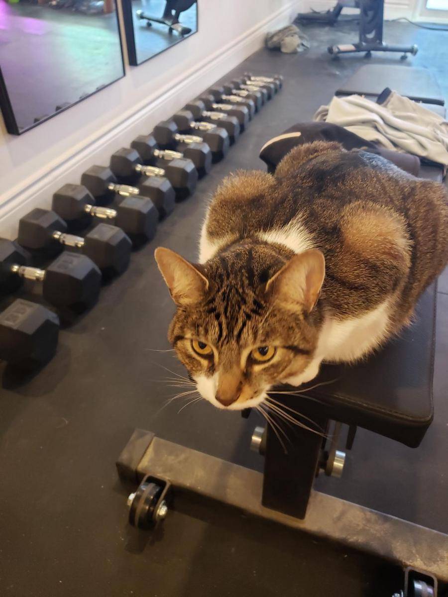 potret kucing fitness di gym (reddit.com/user/notmyrealname216)