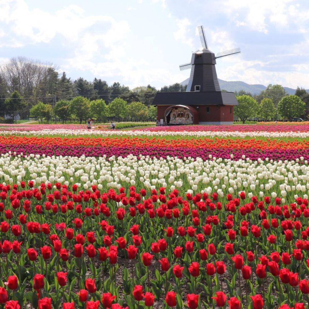 Kamiyubetsu Tulip Park Jepang (instagram.com/kamiyubetsu.tulippark)