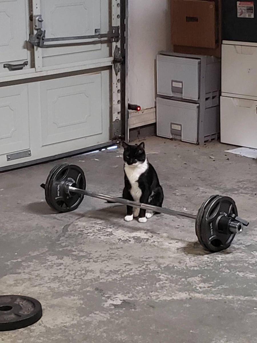 potret kucing fitness di gym (reddit.com/user/Link09876)