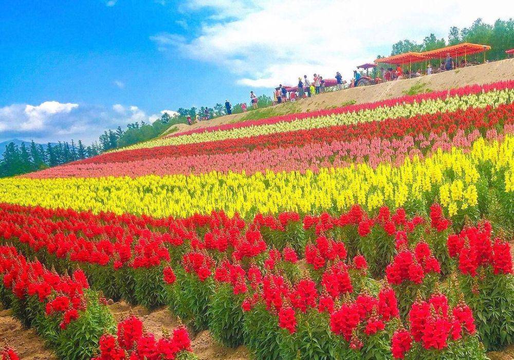 Farm Tomita (instagram.com/richann14)
