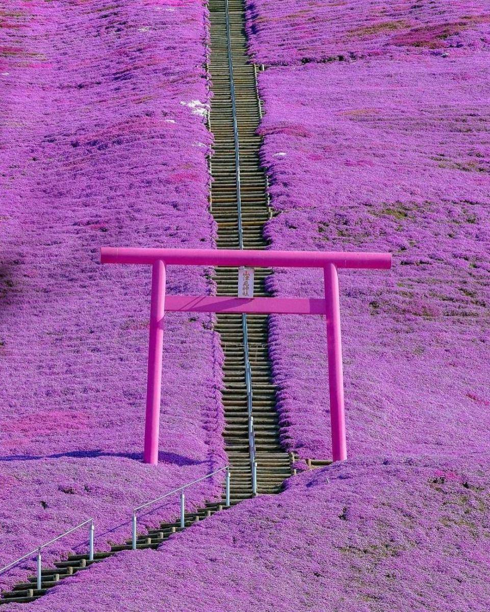 Higashimokoto Shibazakura (instagram.com/usk.com_usk_com)