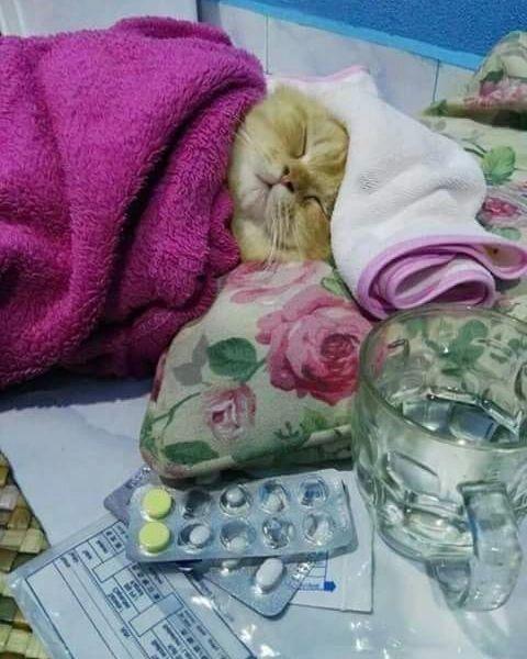 ilustrasi kucing sama majikan (instagram.com/misterrr.0)