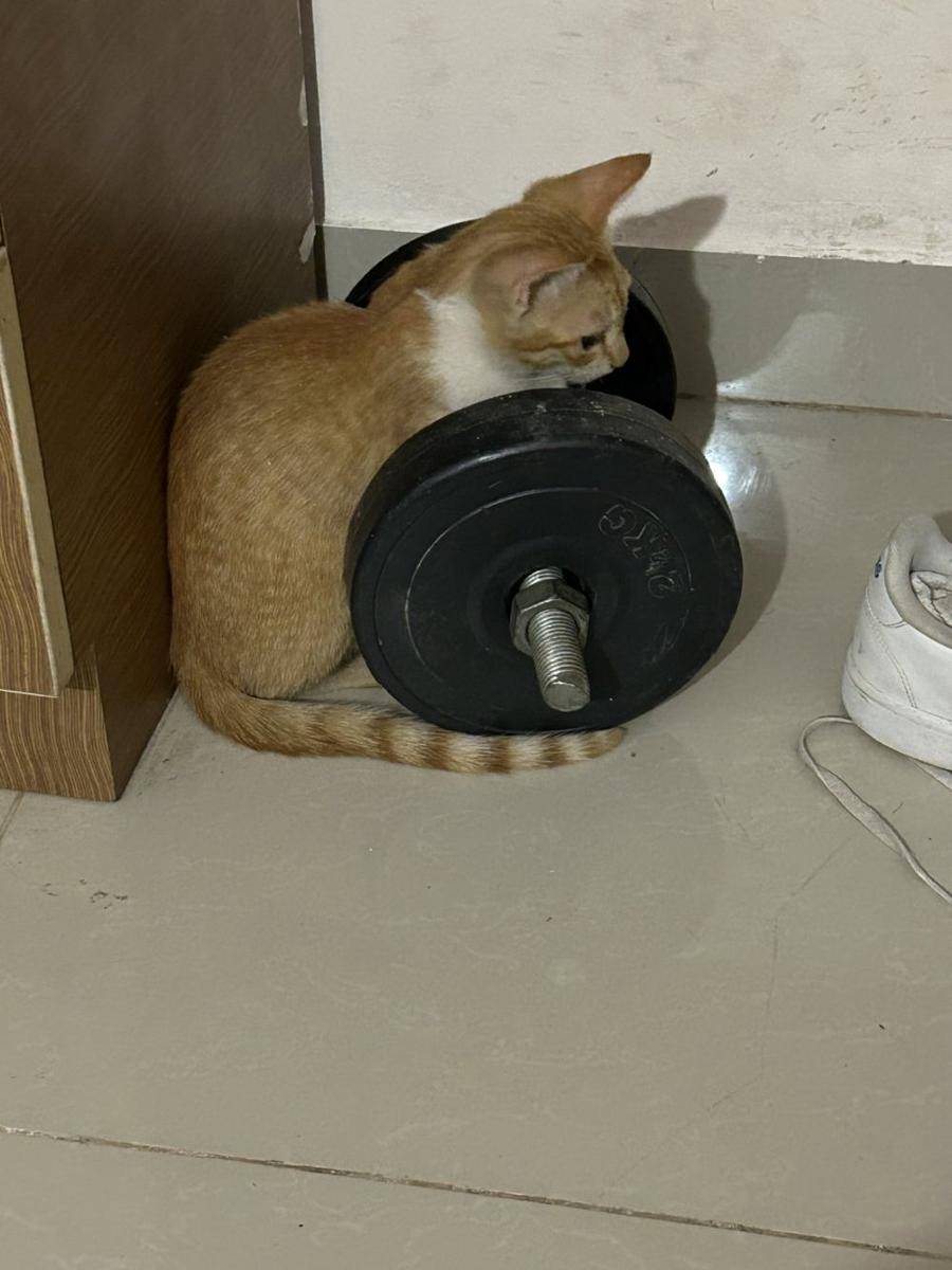 potret kucing fitness di gym (reddit.com/user/ModeratelySweet)