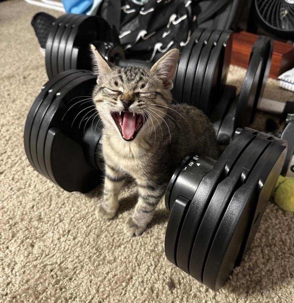potret kucing fitness di gym (reddit.com/user/sapphowithoutfriend)
