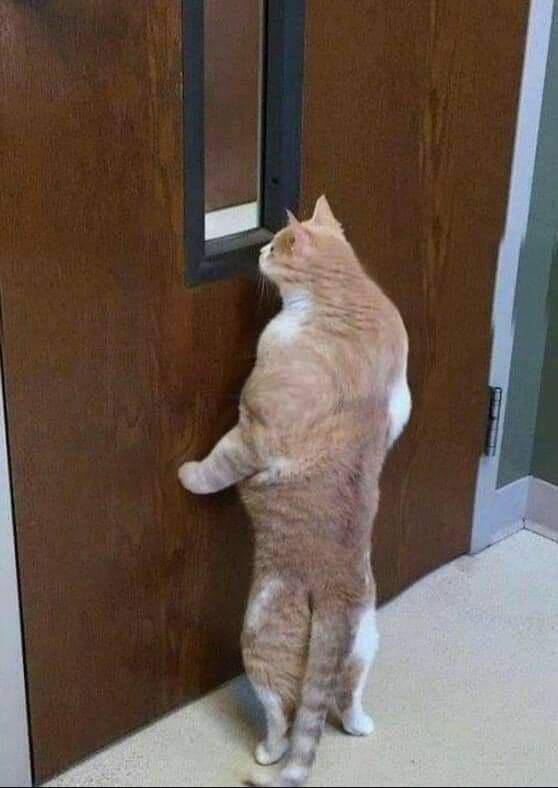 potret kucing fitness di gym (reddit.com/user/-Jude)
