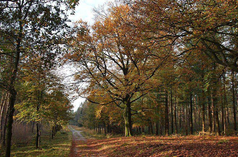 Taman Nasional Hoge Veluwe (commons.wikimedia.org/Henk Monster)