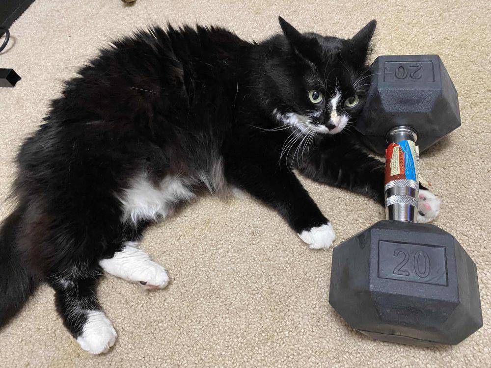 potret kucing fitness di gym (reddit.com/user/Ok_Tonight_2761)