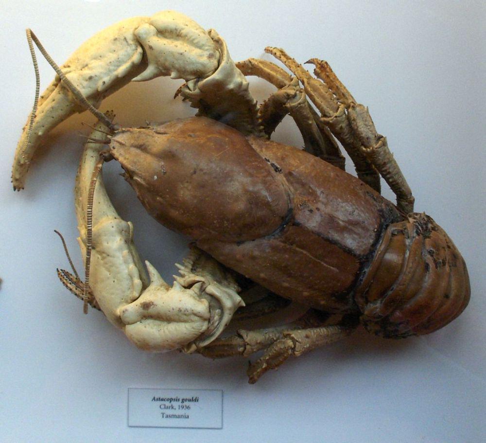 Tasmanian Giant Lobster (commons.wikimedia.org/Stemonitis)